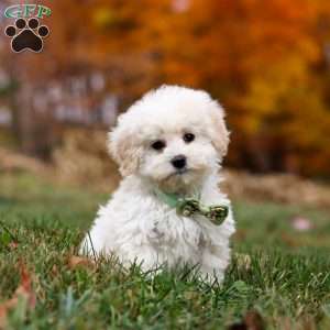 Teddy, Toy Poodle Puppy